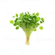 Organic Radish Microgreens