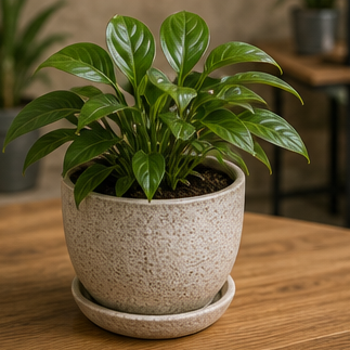 Indoor Plant Pot